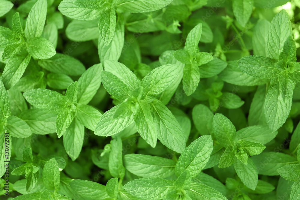 Fresh green mint in garden Fresh green mint in garden