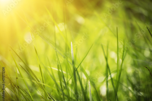 Natural abstract soft green summer eco sunny background with grass and light spots