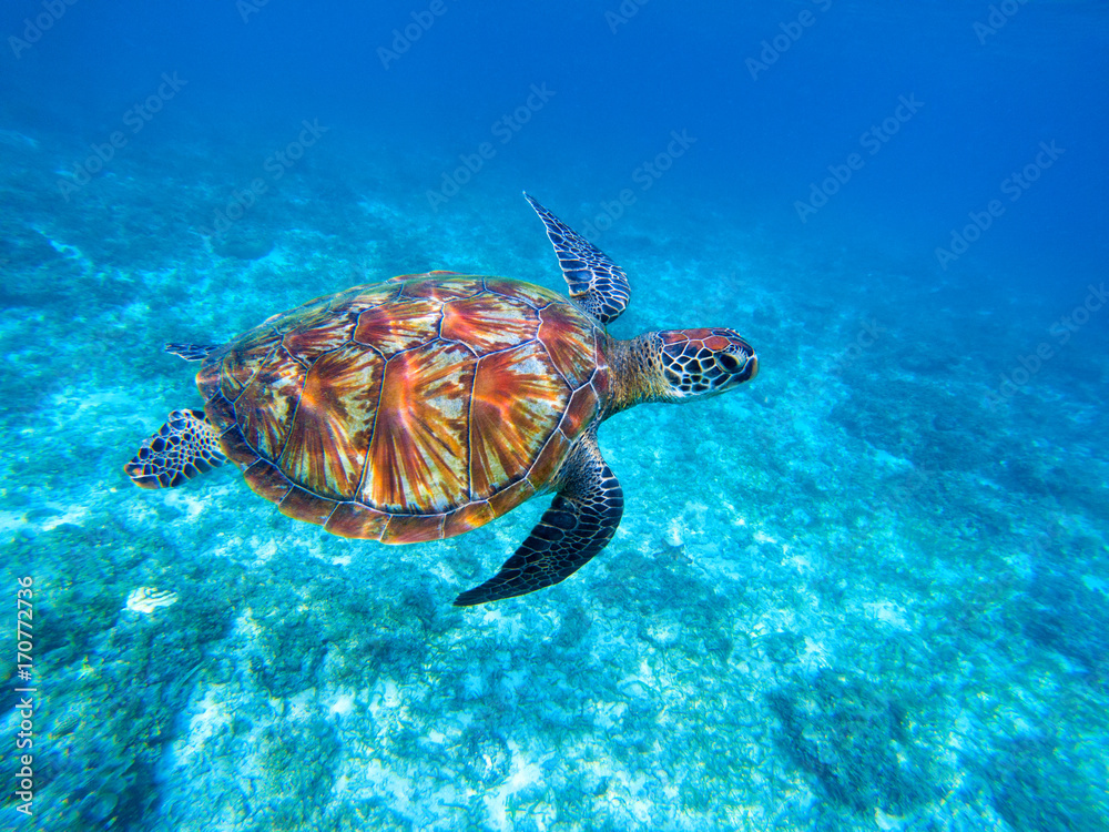 Obraz premium Green sea turtle in sea. Big green sea turtle closeup. Wild nature marine species.