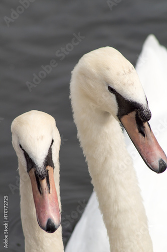 Swans