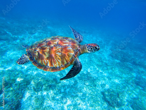 Green sea turtle in sea. Big green sea turtle closeup. Wild nature marine species.