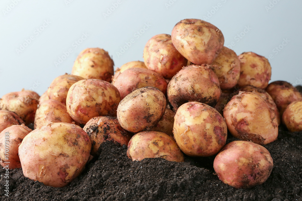 Young potatoes on ground against light background Young potatoes on ground against light background