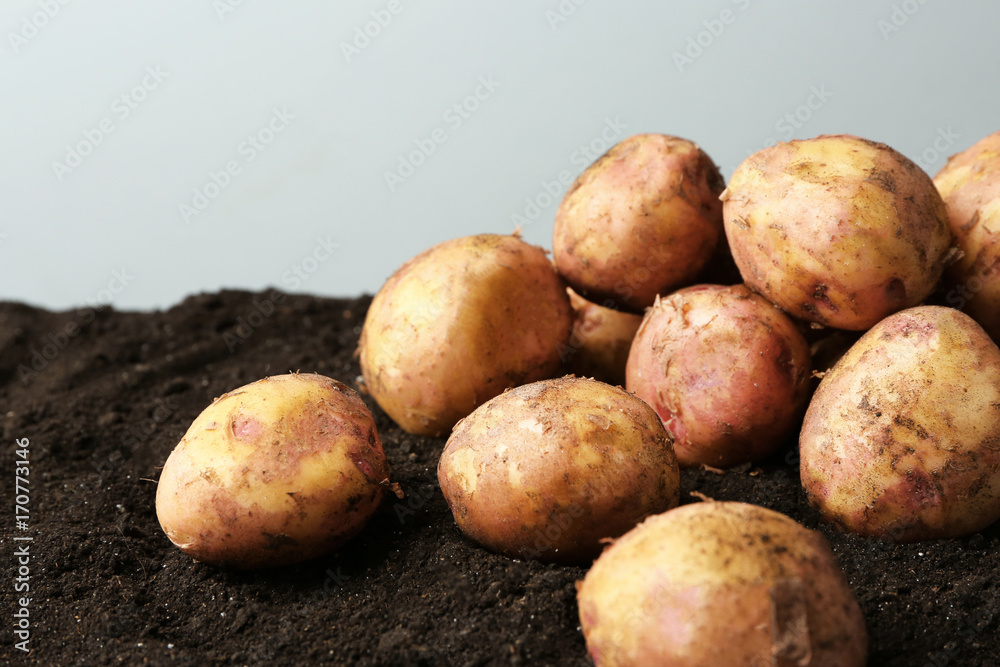 Young potatoes on ground against light background Young potatoes on ground against light background