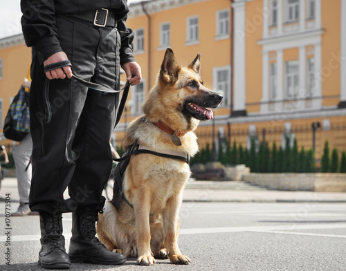 Tableau sur toile Smart police dog sitting outdoors