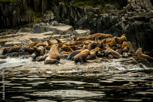Sea Lion relaxing on the coast of Haida Gwaii. British Columbia. Canada