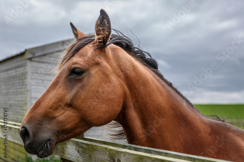 Close-up of a brown breed horse on a green farm © Óscar
