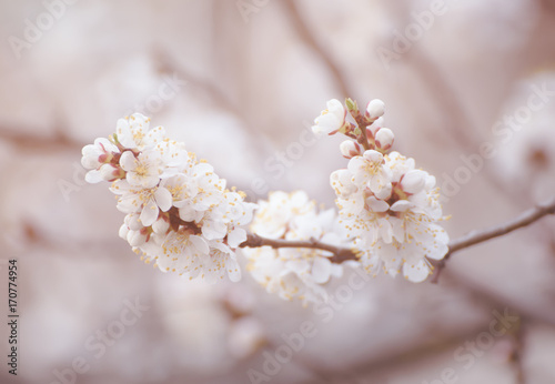 Apricot tree flower with buds and blossoms blooming at springtime, vintage retro floral background © Roxana