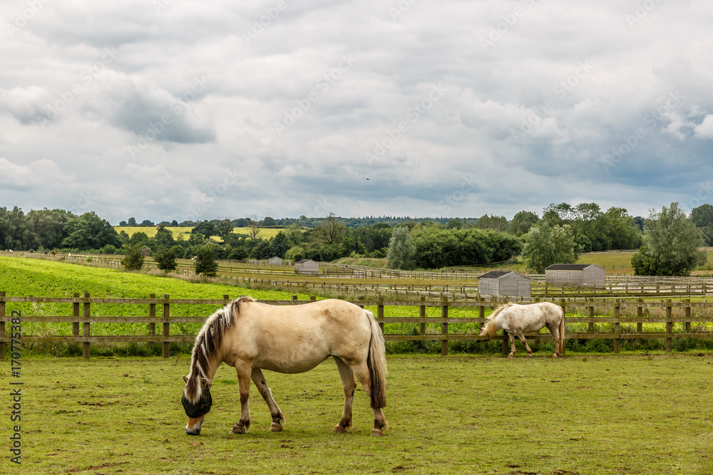Two small white horses grazing on a beautiful farm Two small white horses grazing on a beautiful farm