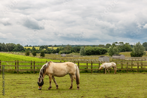 Two small white horses grazing on a beautiful farm