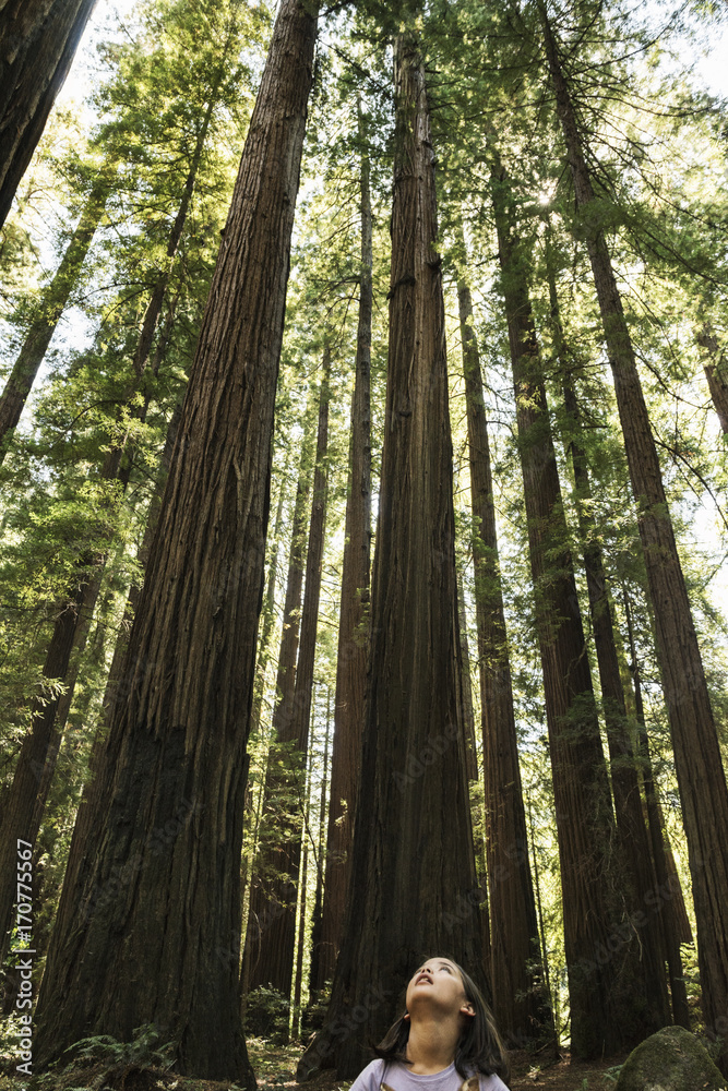 Small Girl Looking Up At Giant Redwoods Small Girl Looking Up At Giant Redwoods