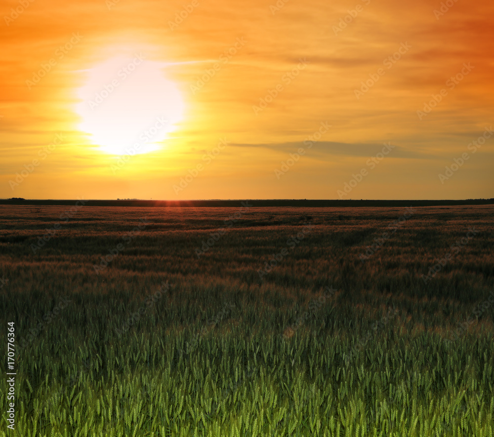 wheat field at the sunset wheat field at the sunset