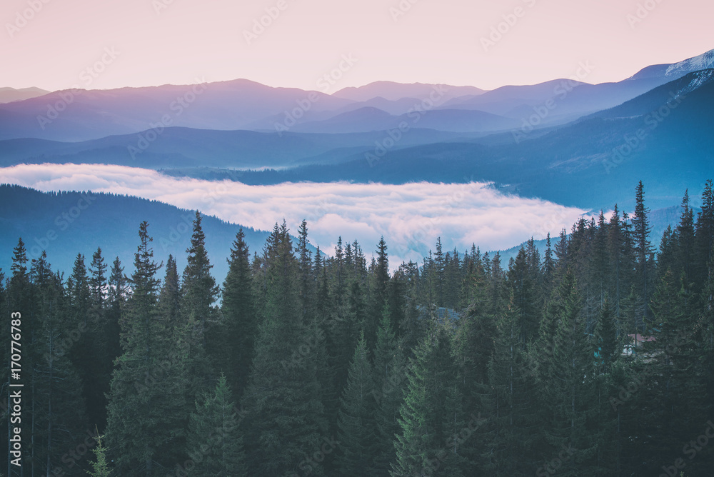 Foggy morning landscape with mountain range and fir forest in hipster vintage retro style