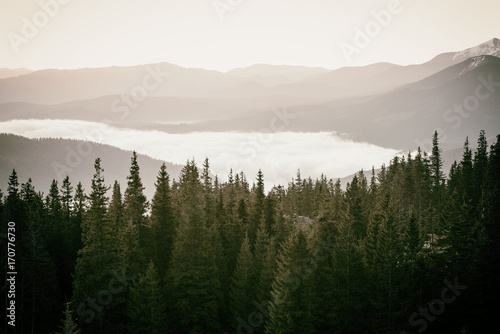 Foggy morning landscape with mountain range and fir forest in hipster vintage retro style © Roxana