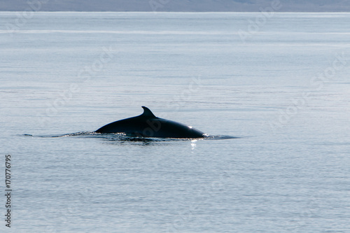 Back of a pilot whale seen during a whale watching tour out of Olafsvik, Iceland.