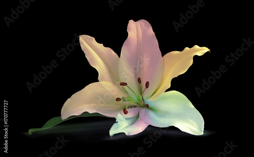 Multicolored Lily on Black - a rainbow colored white lily head isolated on a black background 