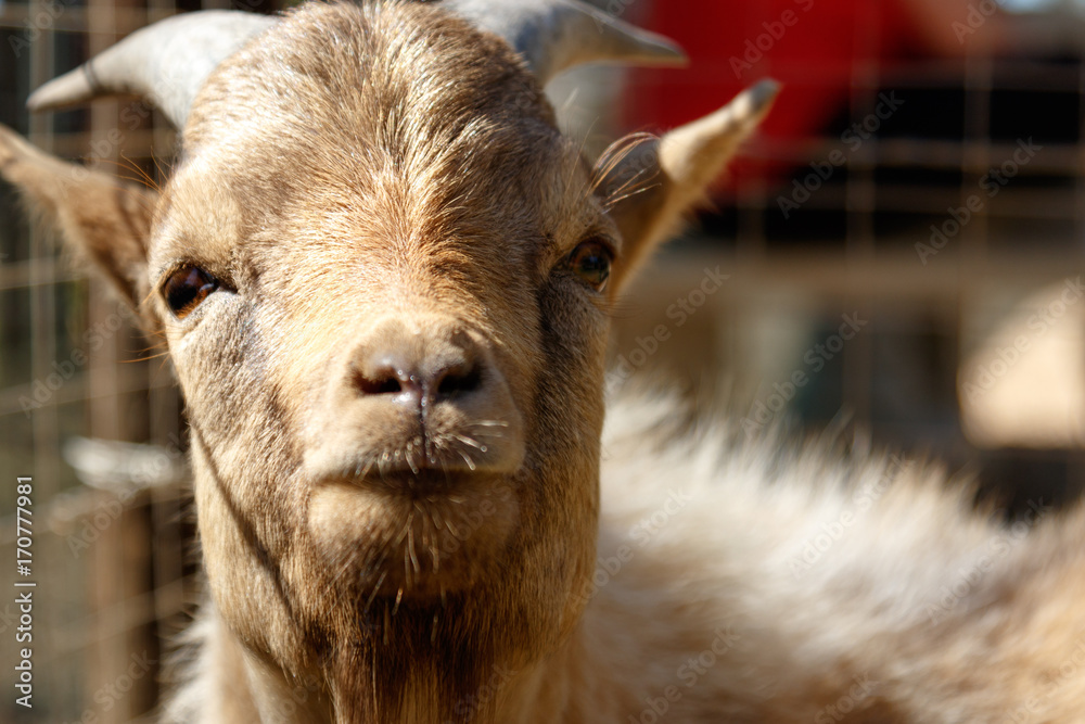 Dwarf Goat looking directly at you