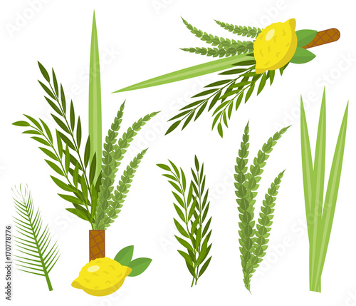 Happy Sukkot set. Collection of objects, design elements for Jewish Feast of Tabernacles with etrog, lulav, Arava, Hadas. Isolated on white background. Vector illustration photo