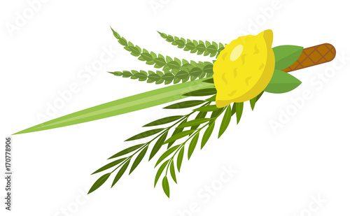 Sukkot set of herbs and spices of the etrog, lulav, Arava, Hadas. Isolated on white background. Vector illustration photo