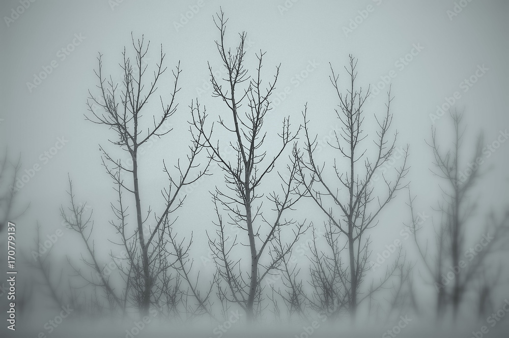 Aspens dormant during Winter
