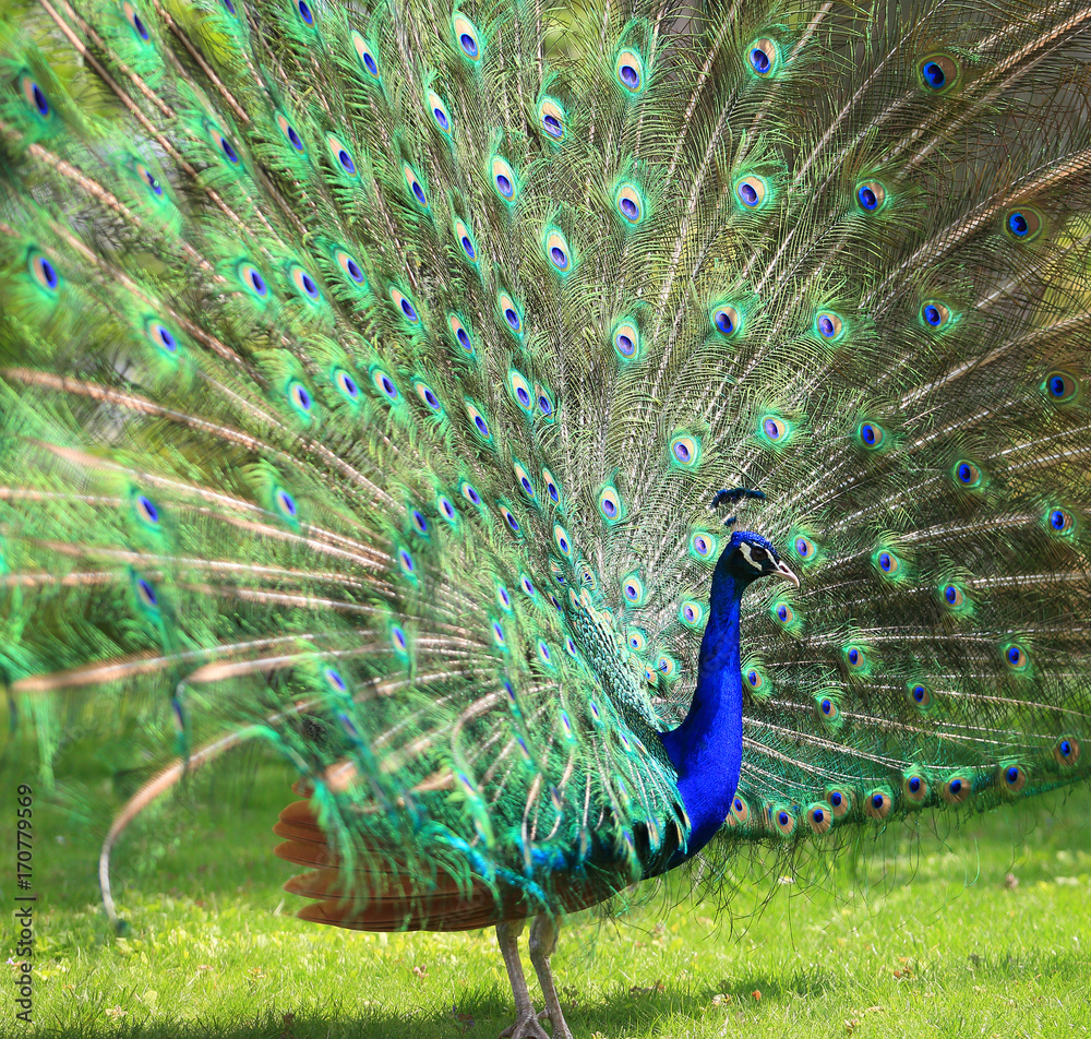 Obraz premium Colorful peacock with huge open tail