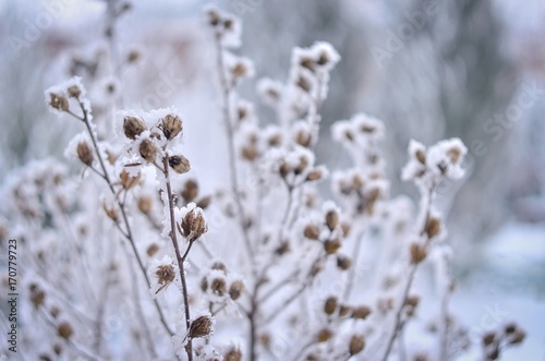 Frozen winter plants cocered with hoarfrost. Selective focus