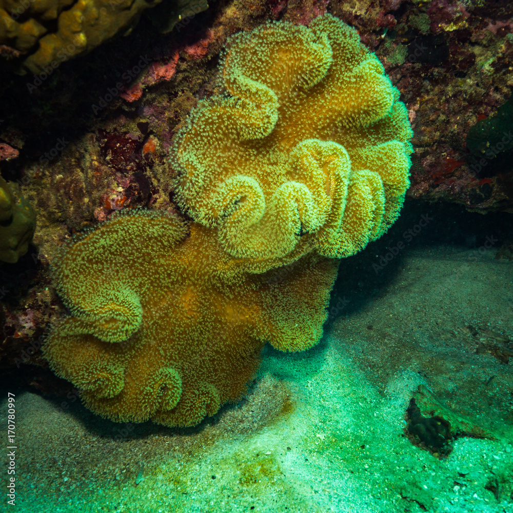 Fototapeta premium Coral reer