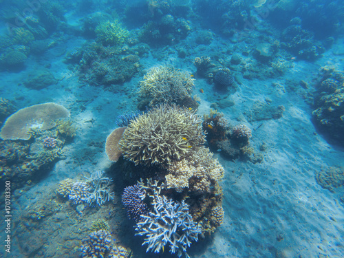Tropical seashore underwater landscape. Coral reef in blue water panorama.