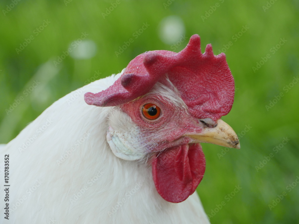 Close-up of white cock