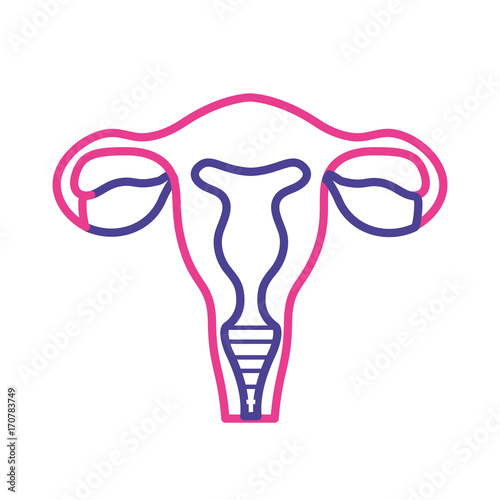 silhouette fallopian tubes with uterus to human anatomy vector illustration