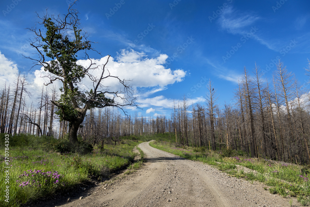 A crazy looking tree next to a dirt path leading through a green grassy field of purple flowers and burned aspen trees A crazy looking tree next to a dirt path leading through a green grassy field of purple flowers and burned aspen trees
