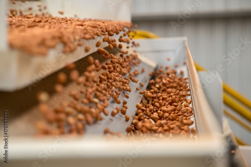 peanut process industry brazil