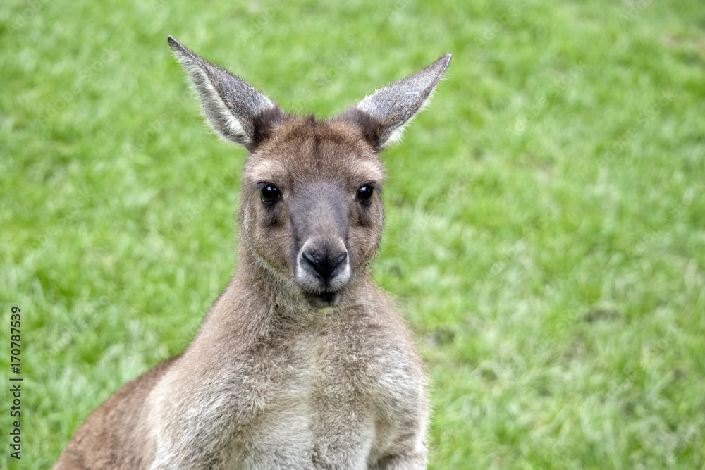 Kangaroo-Island kangaroo