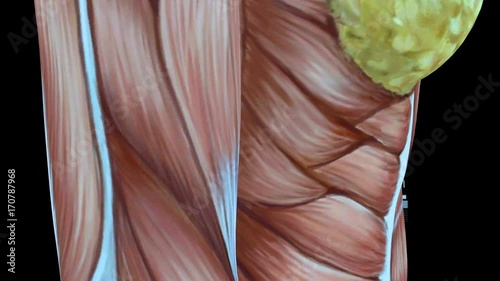 Human Muscular System, Female Muscle Model with Graph on Black Background with Camera Rotation, 3D animation