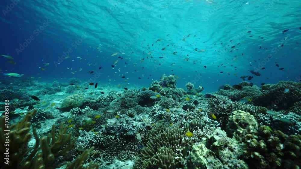 Fish over a coral reef