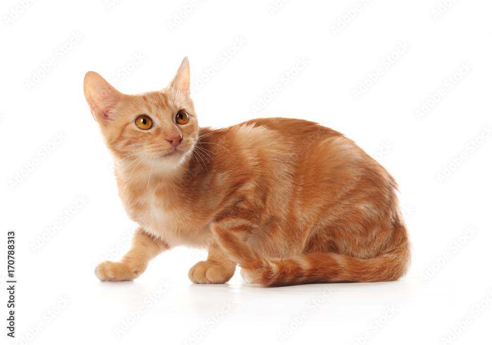 Fototapeta premium Cute little orange tabby kitten, isolated on white background