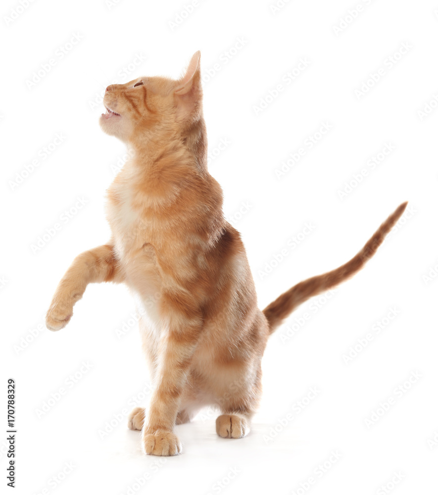 Cute little orange tabby kitten, isolated on white background