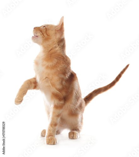 Cute little orange tabby kitten  isolated on white background