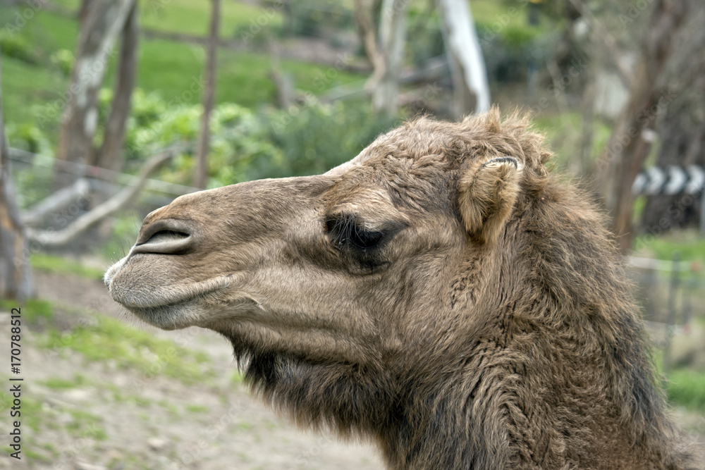 Fototapeta premium camel