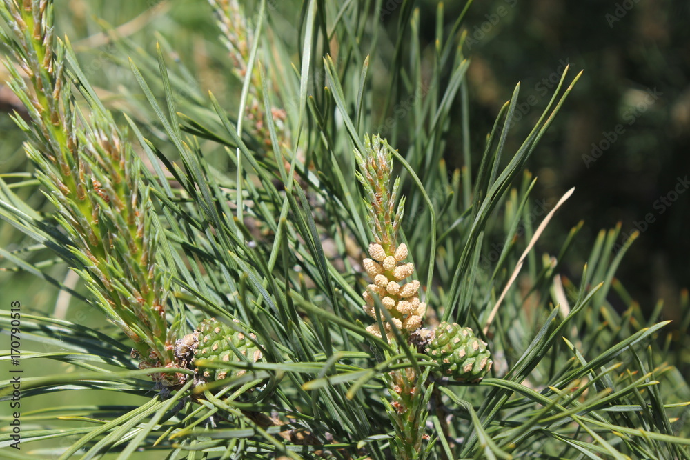 Pine flower branch in forest 30642 Pine flower branch in forest 30642