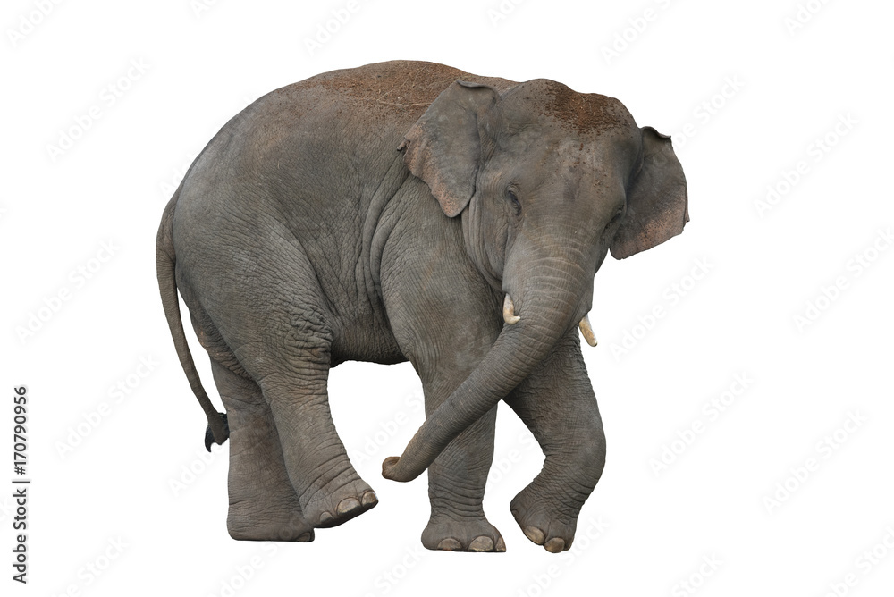 Elephant isolated on white background