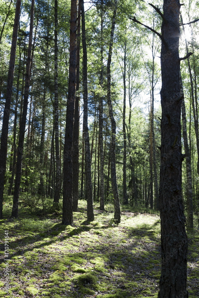 Summer forest in a midland of Europe Summer forest in a midland of Europe