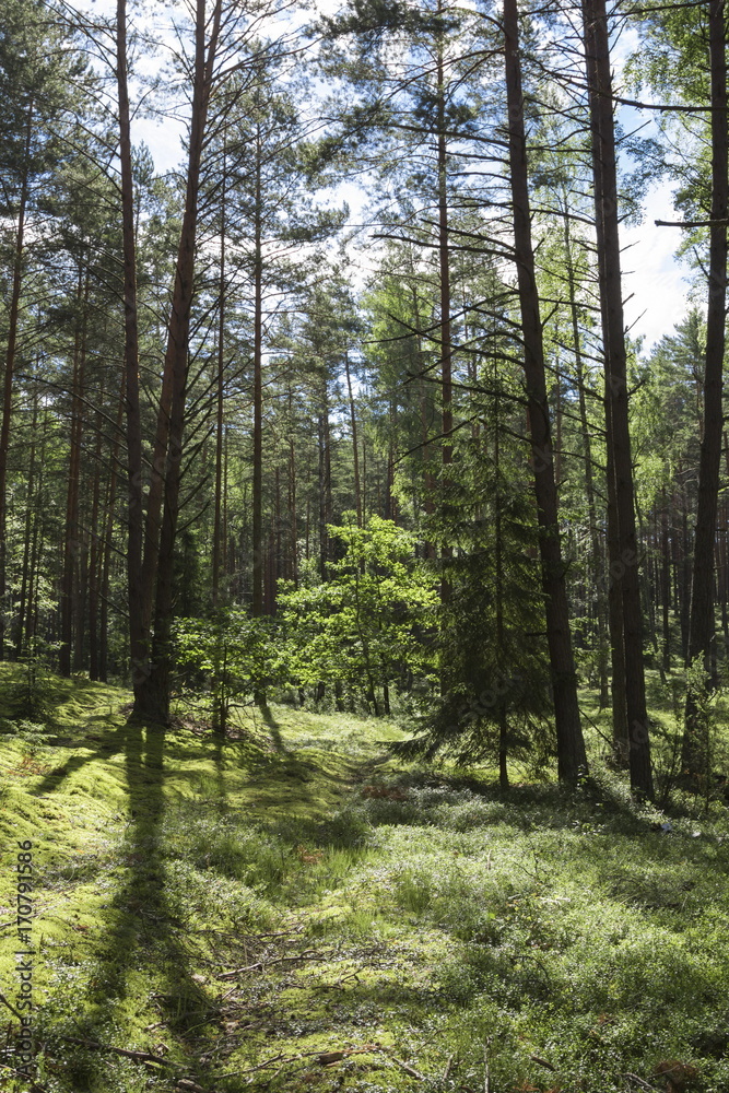 Obraz premium Letni las w środkowej części Europy