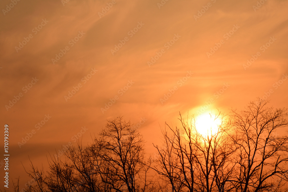 Obraz premium 夕日 並木 