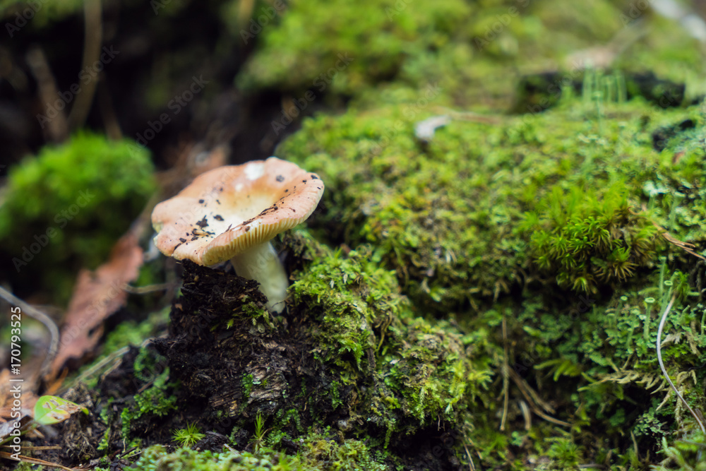 mushroom and moss mushroom and moss
