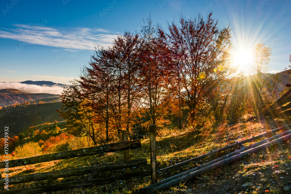 red forest on hillside behind the fence at sunrise. gorgeous mountainous countryside landscape in autumn