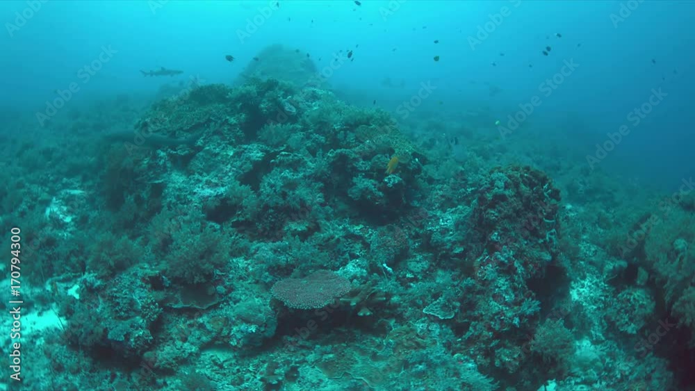 Whitetip Reef Sharks hunting on a coral reef. 4k footage Whitetip Reef Sharks hunting on a coral reef. 4k footage