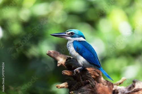 Collared Kingfisher. A common resident bird of Thailand which could be find in mangrove forest,river and swamp throughout the country.