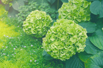 Leinwandbilder Hortensie Grüne Hortensie Macrophylla im Garten  © mamsizz