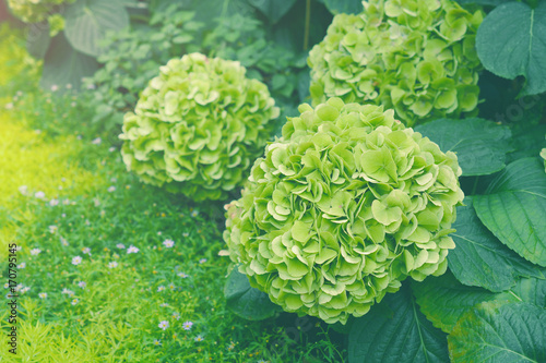 Fototapeta Naklejka Na Ścianę i Meble -  Green hydrangea flower (hydrangea macrophylla, hortensia) growing in a garden.
