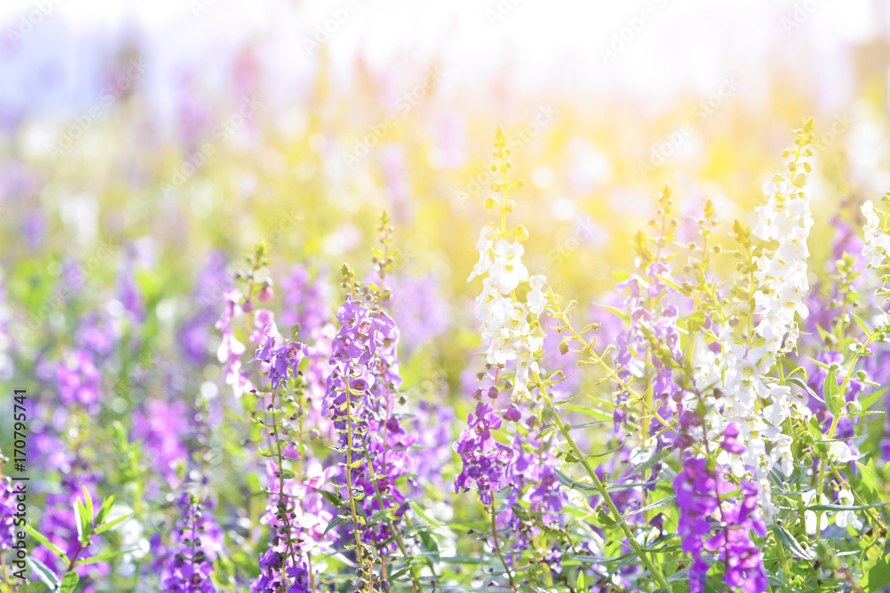 Soft focus on lavender flower, beautiful lavender flower.Sunset over a violet lavender field